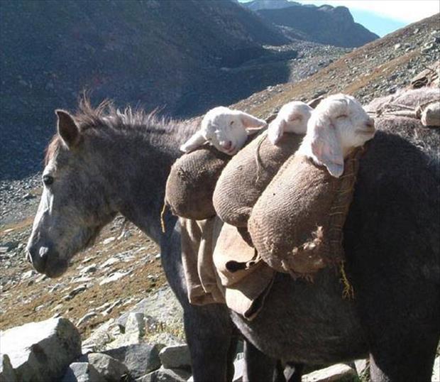 funny-babies-goat-donkey-bags-mountain.jpg