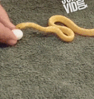 Egg Snake GIF
