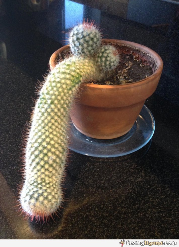 cactus-needs-stimulation-funny-dirty-joke.jpg