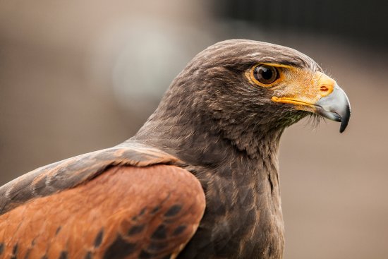 dodgy-male-harris-hawk.jpg