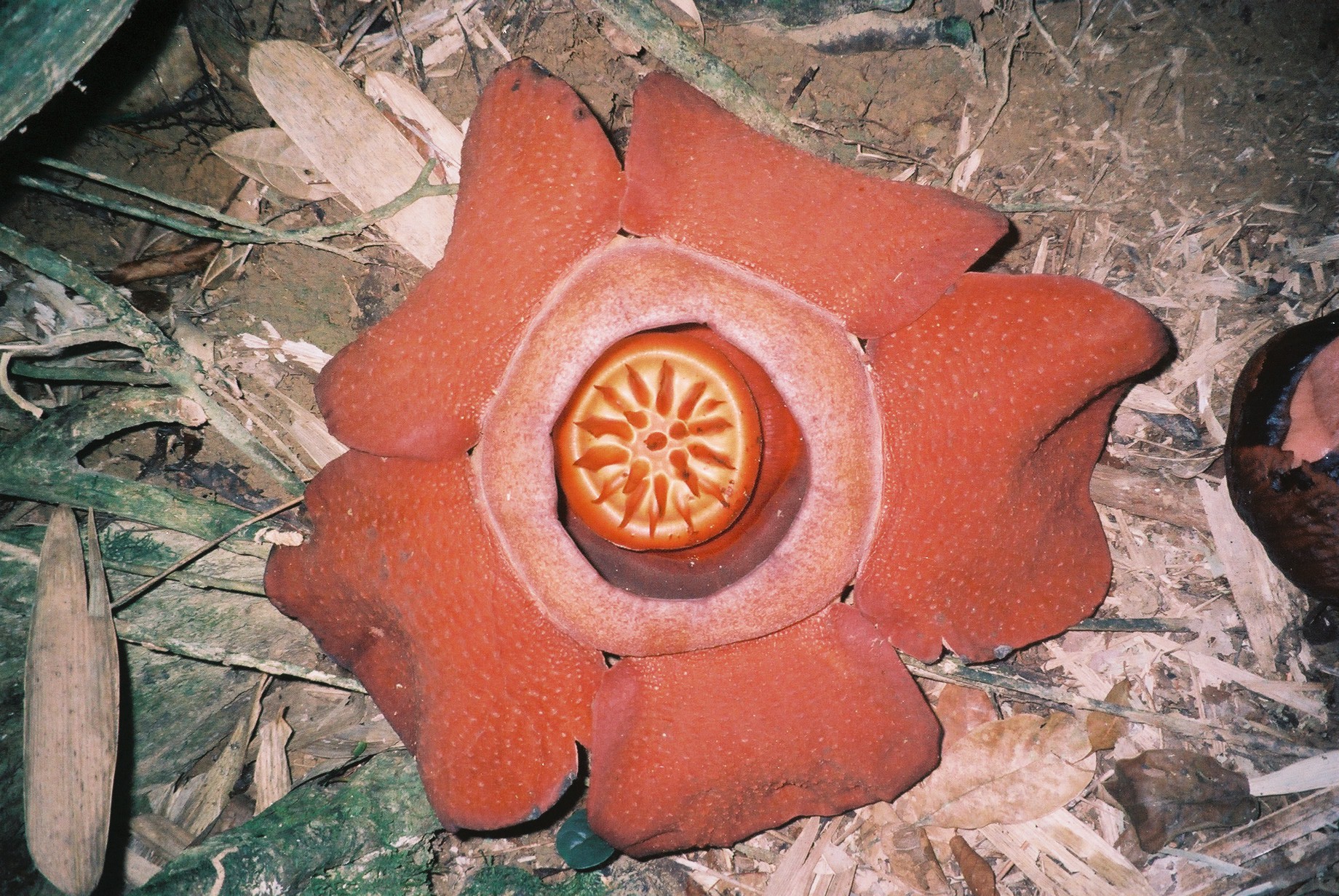 Rafflesia_kerrii_flower.jpg