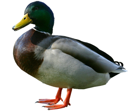 duck.png