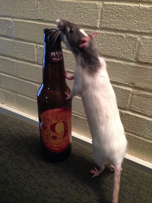 beer-crunk-critters-funny-rats-7969167616