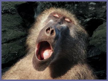 09_monkey_yawn.jpg