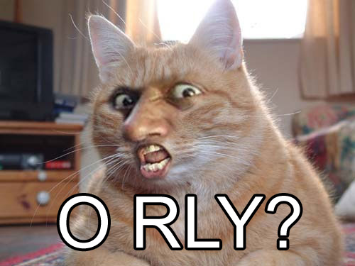 O-rly_cat.jpg