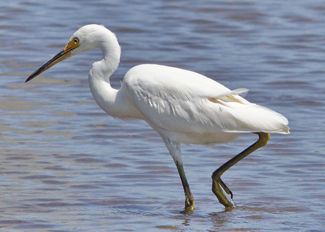 Little_Egret_foot.jpg