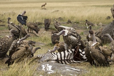 Vultures-on-zebra-carcass.jpg