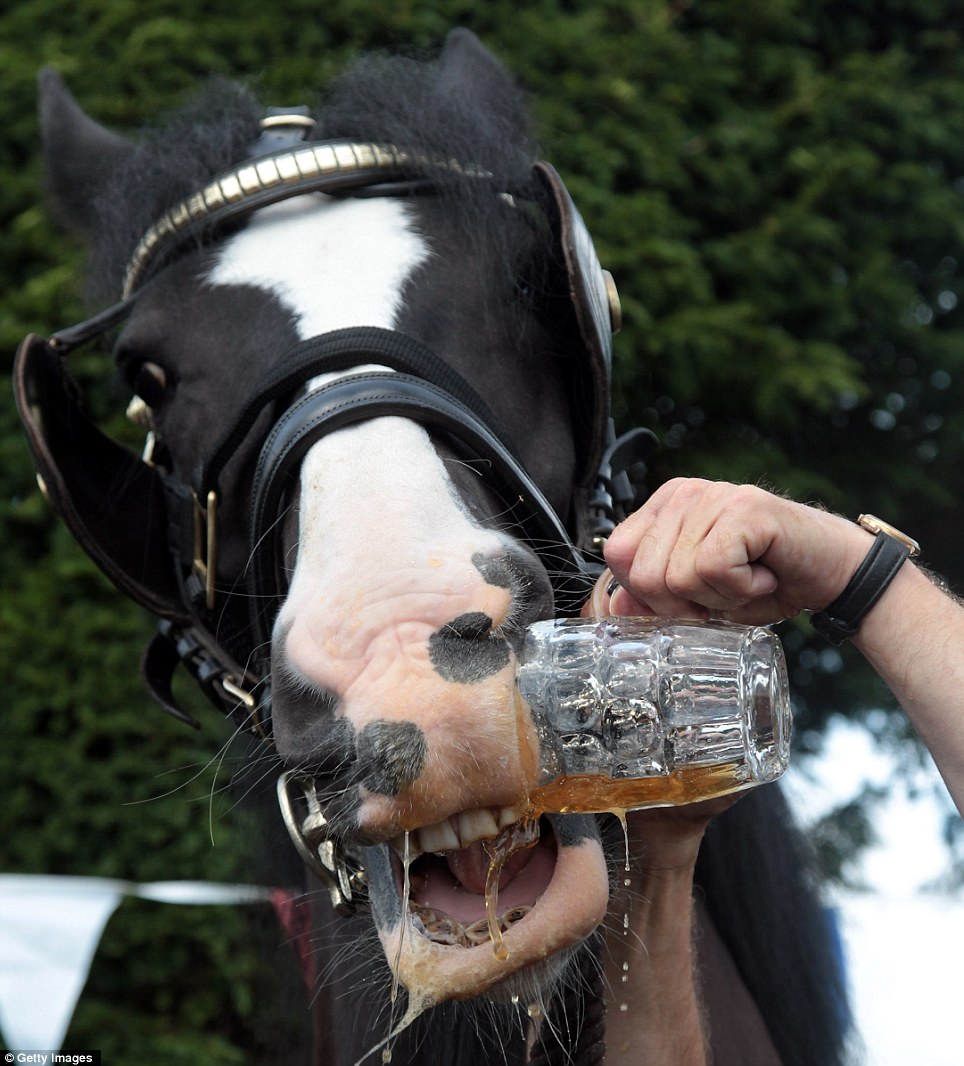 No long faces here: 100-year-old tradition sees shire horses start their  summer holiday like the rest of us with a pint of ale down the pub | Daily  Mail Online