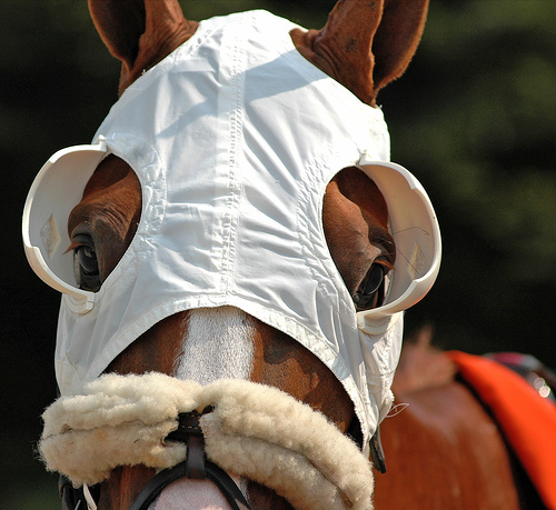 racehorse_blinkers.jpg