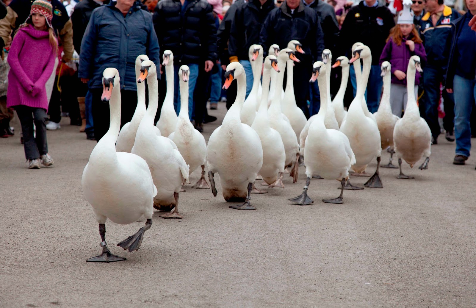 Stratford+swans+on+their+way+to+the+Avon.jpg