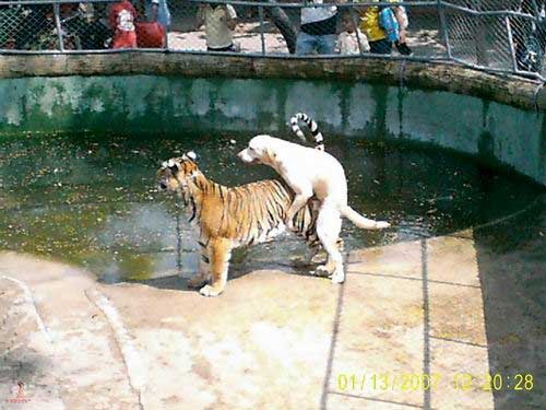 dog-on-tiger-action.jpg