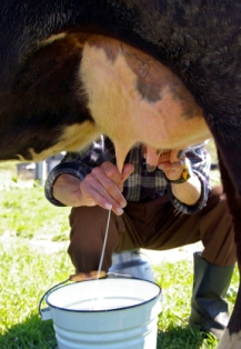 Milking%20a%20cow%20%282%29_0.jpg