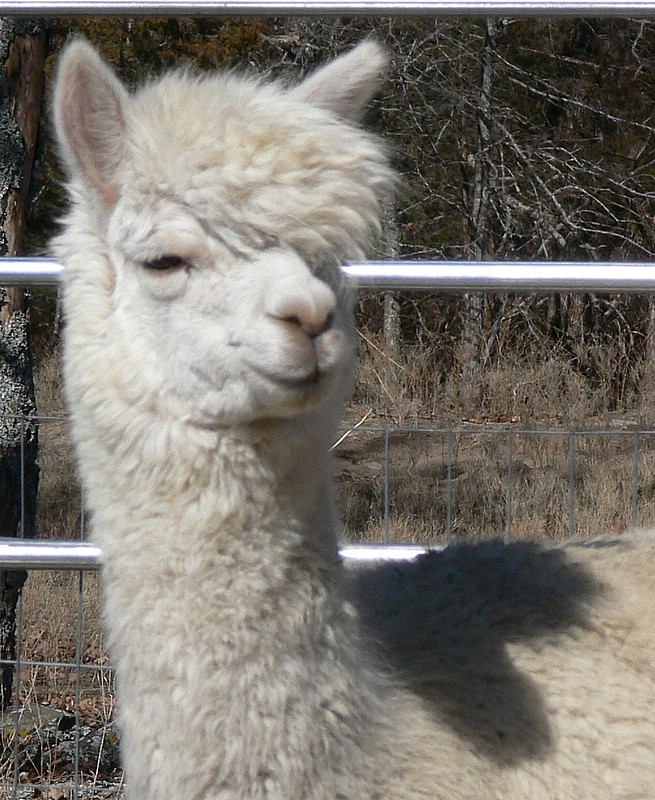 alpaca-1.jpg