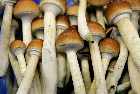 magic-mushrooms.jpg