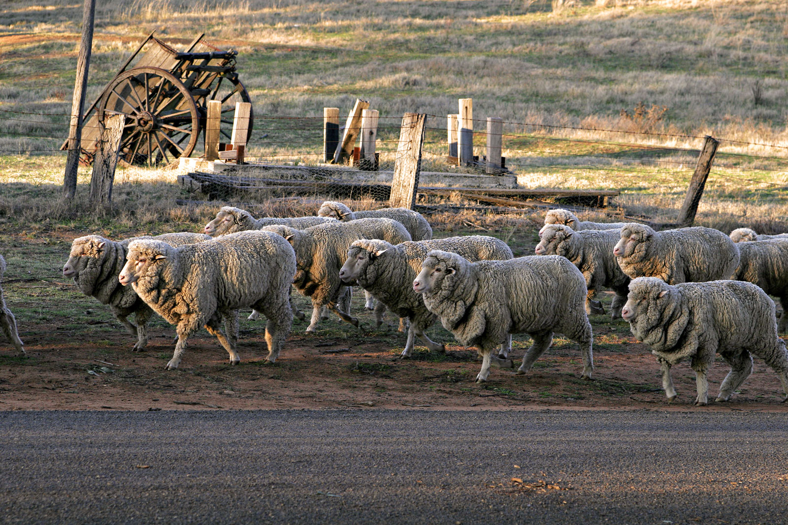 Sheep_walking_down_road.jpg