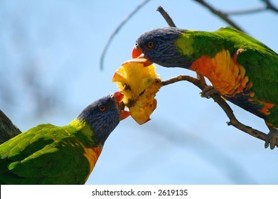 2-rainbow-lorikeet-fighting-over-260nw-2619135.jpg