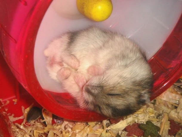 Sleeping-Hamster-610x457.jpg